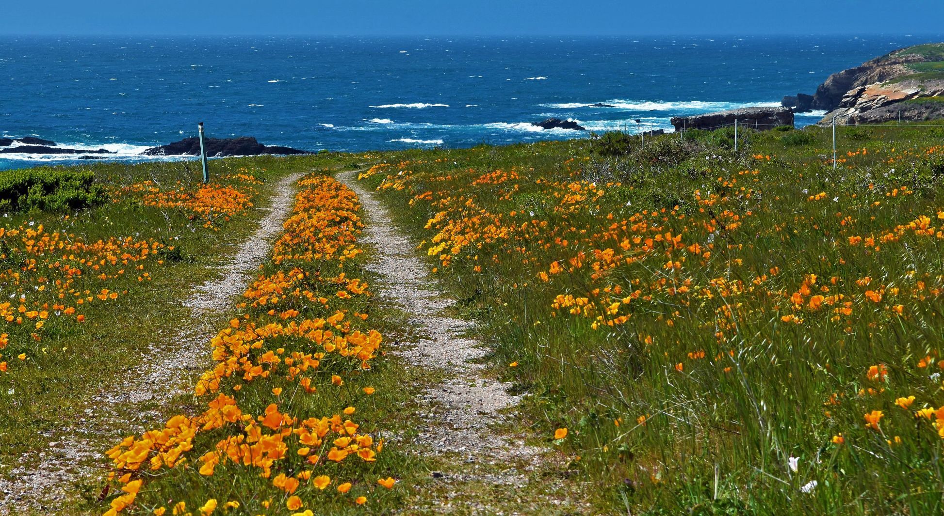gale-force winds, clear skies and poppies.jpg